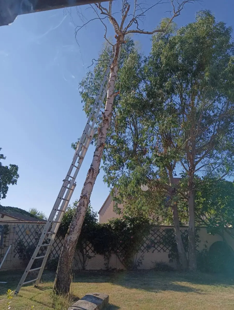 Abattage d'un grand arbre à l'échelle