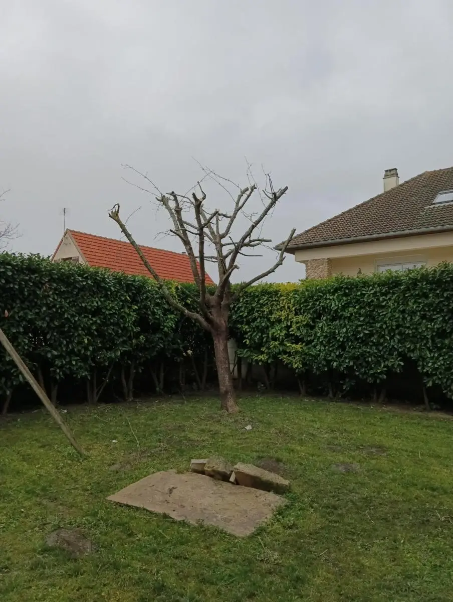 Chantier d'élagage en hauteur