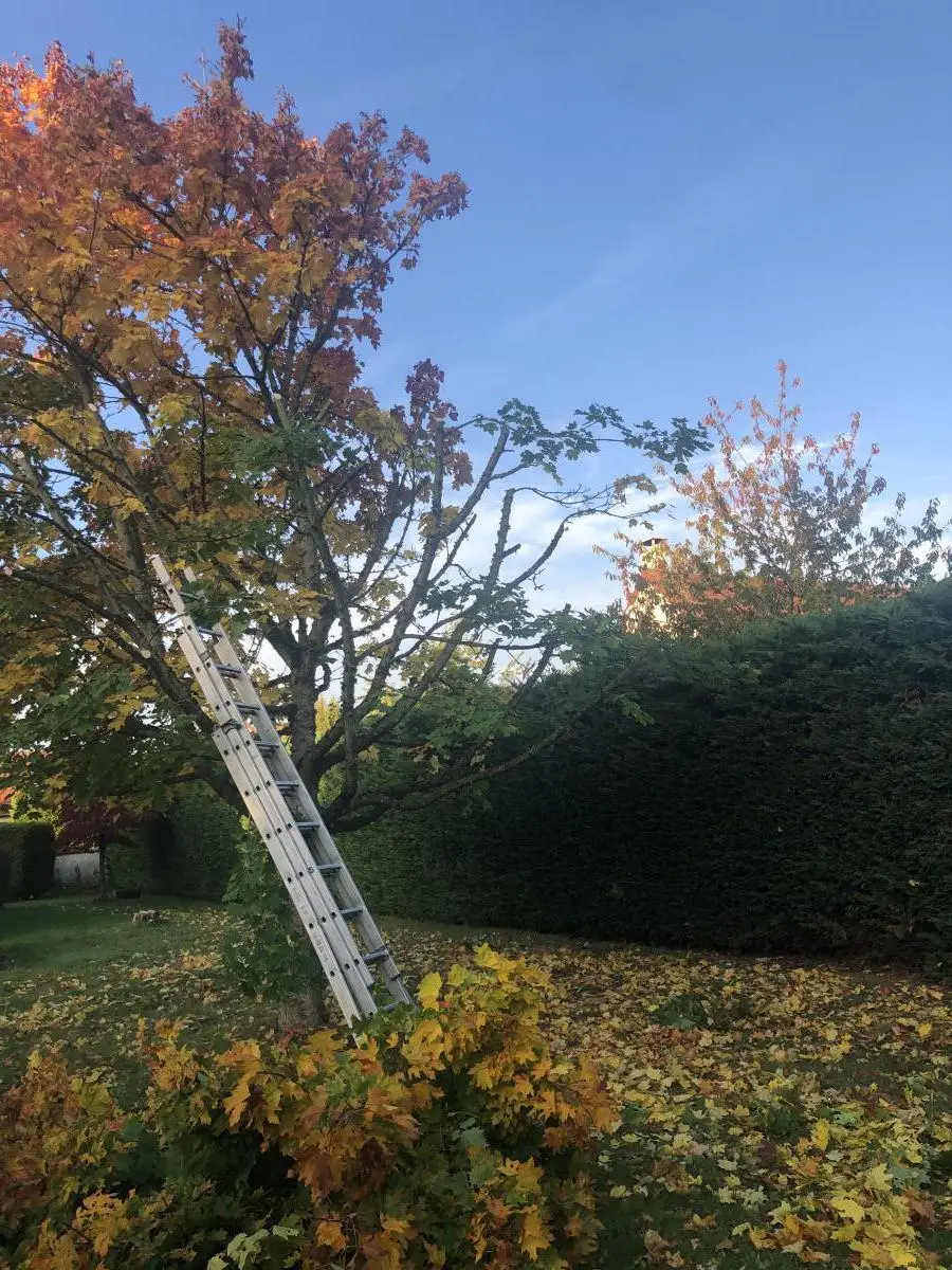 Démontage d'un arbre par sections