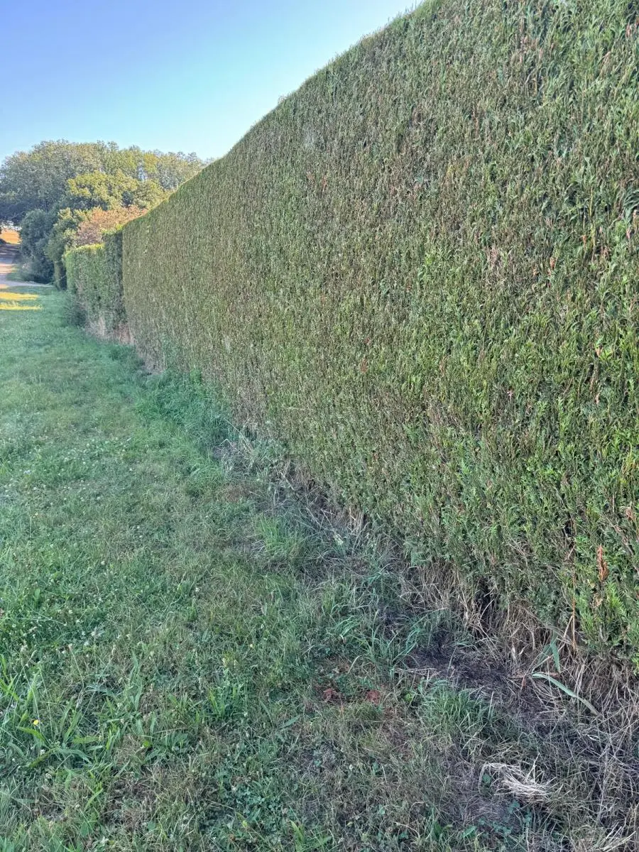 Arbre élagué en bord de propriété