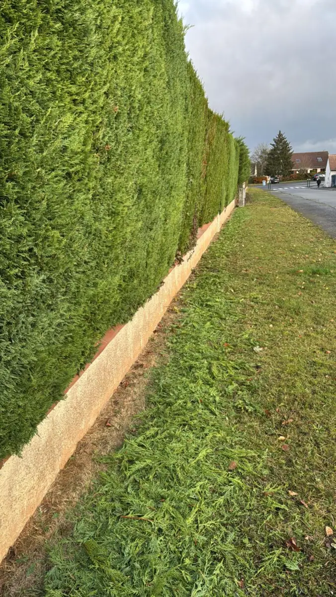 Haie de thuyas taillée nettement par Nature Élagage