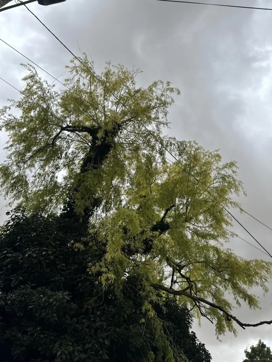 Entretien d'espaces verts