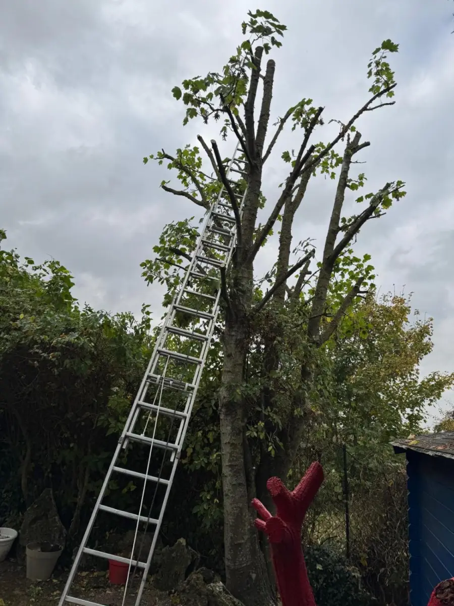 Étêtage d'un arbre à la nacelle KLUBB par Nature Élagage en Eure-et-Loir
