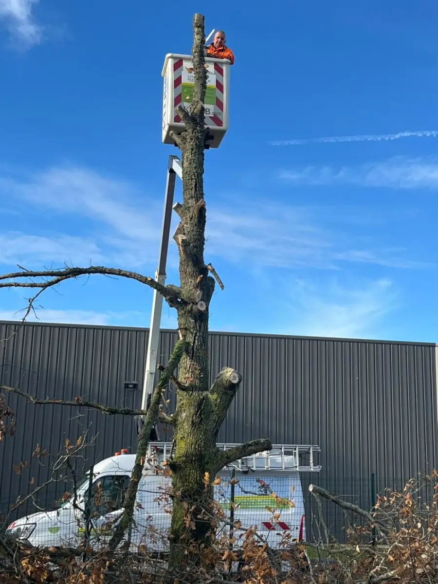 Abattage et démontage d'un arbre à la nacelle par Nature Élagage