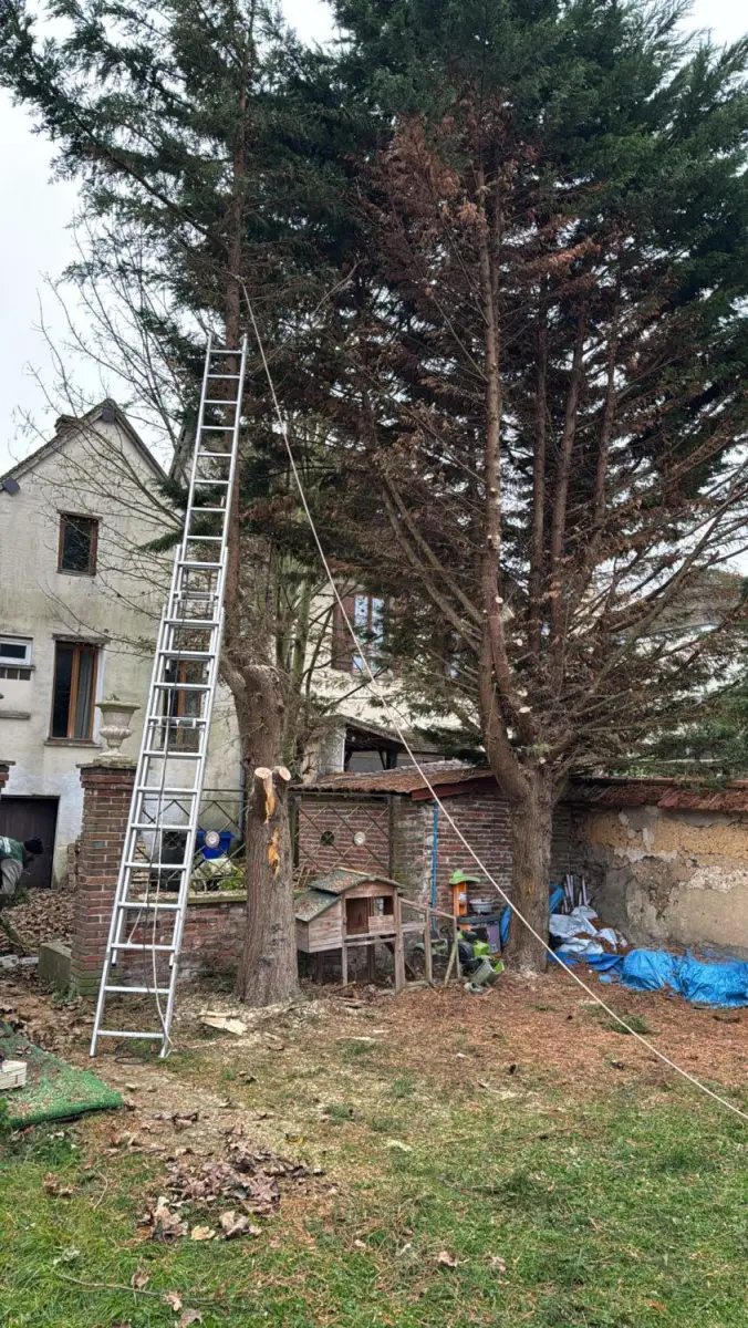 Intervention à la nacelle sur un arbre